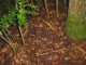 Thumbs/tn_DSC05074.jpg