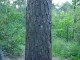 Thumbs/tn_DSC02797.jpg