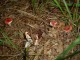 Thumbs/tn_DSC02800.jpg