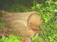 Thumbs/tn_DSC00935.jpg